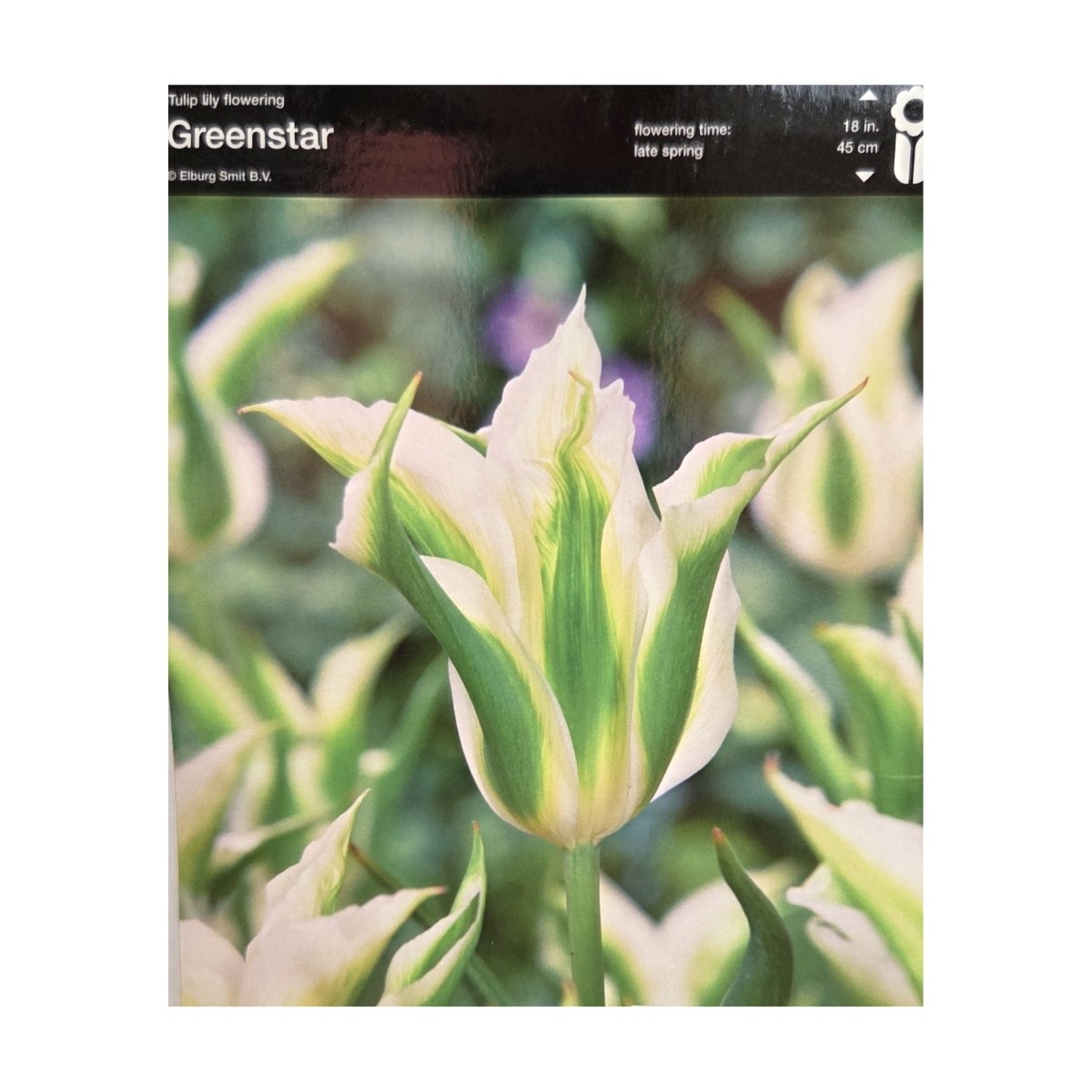 Tulipány - Tulipán Greenstar 5ks