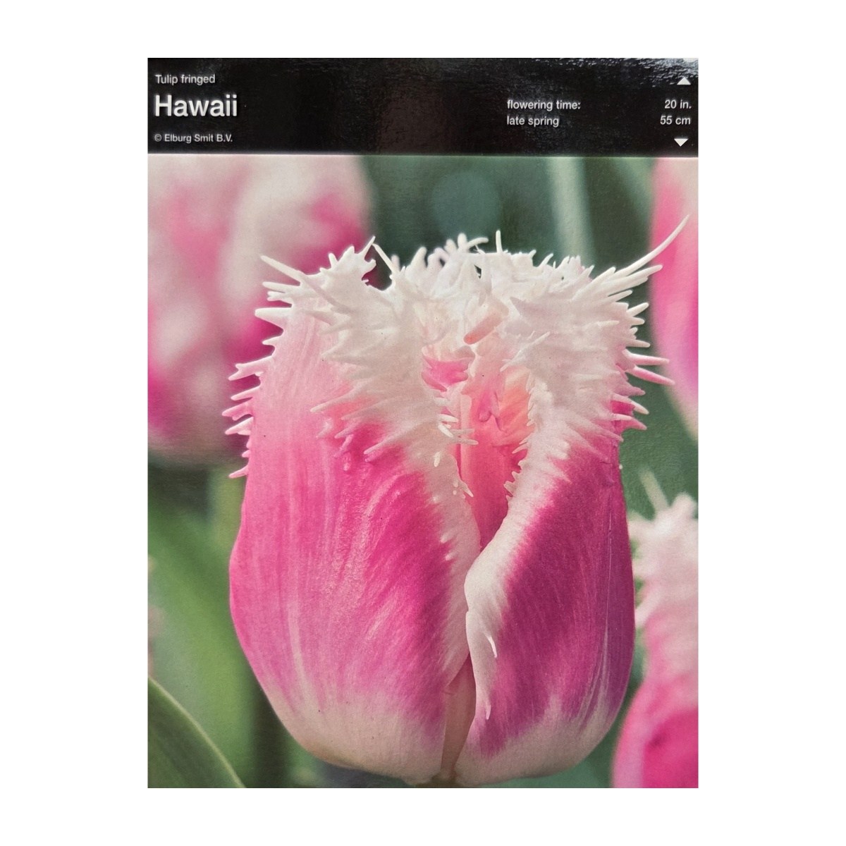 Tulipány - Tulipán Hawaii 5ks