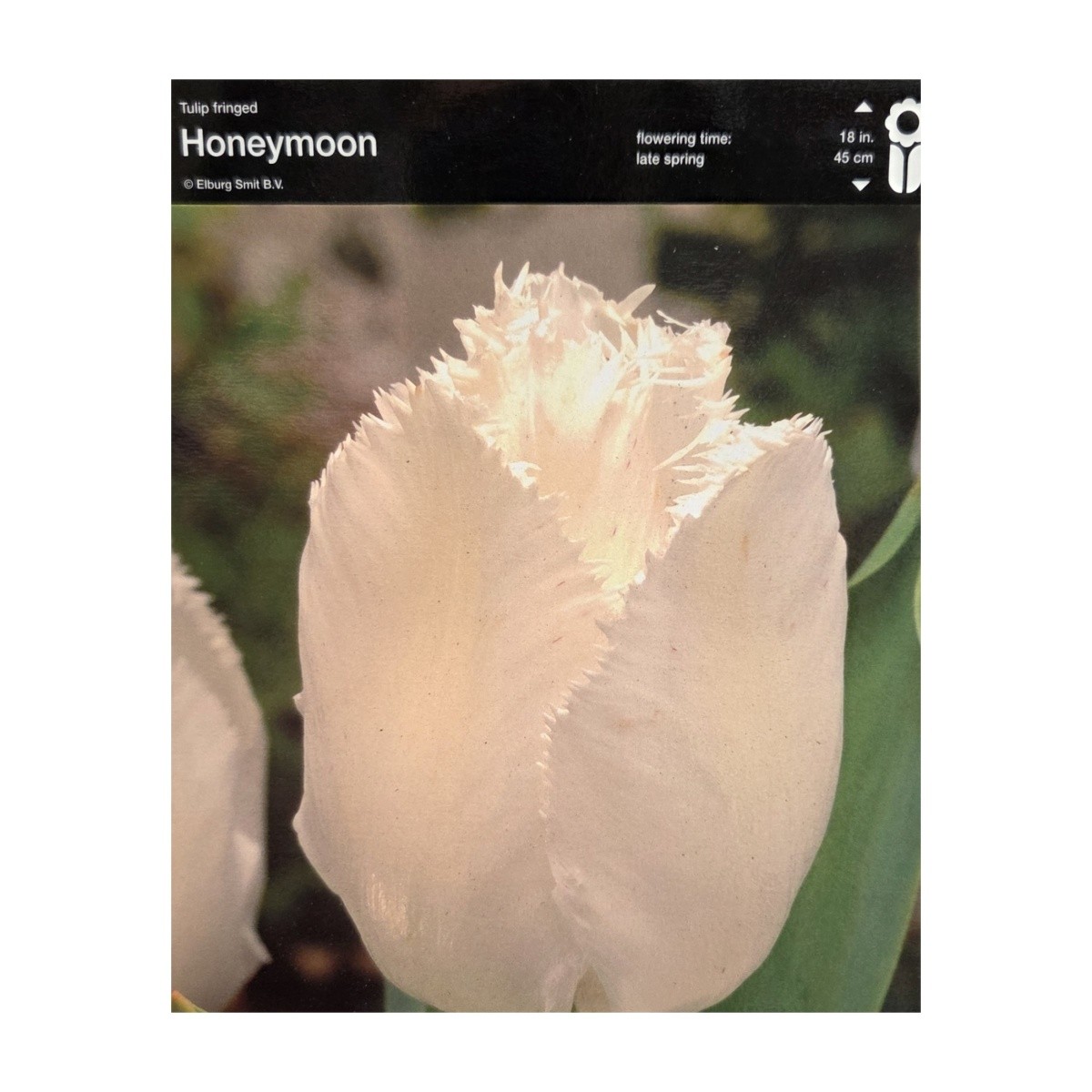 Tulipány - Tulipán Honeymoon 5ks