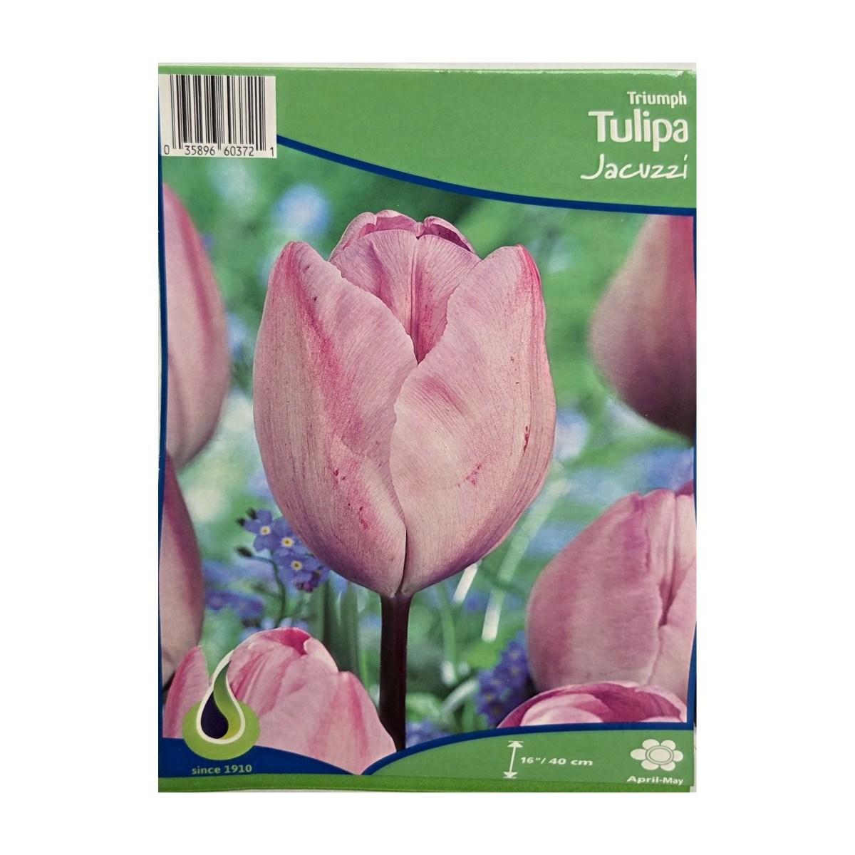 Cibuloviny - Tulipán Jacuzzi 5ks