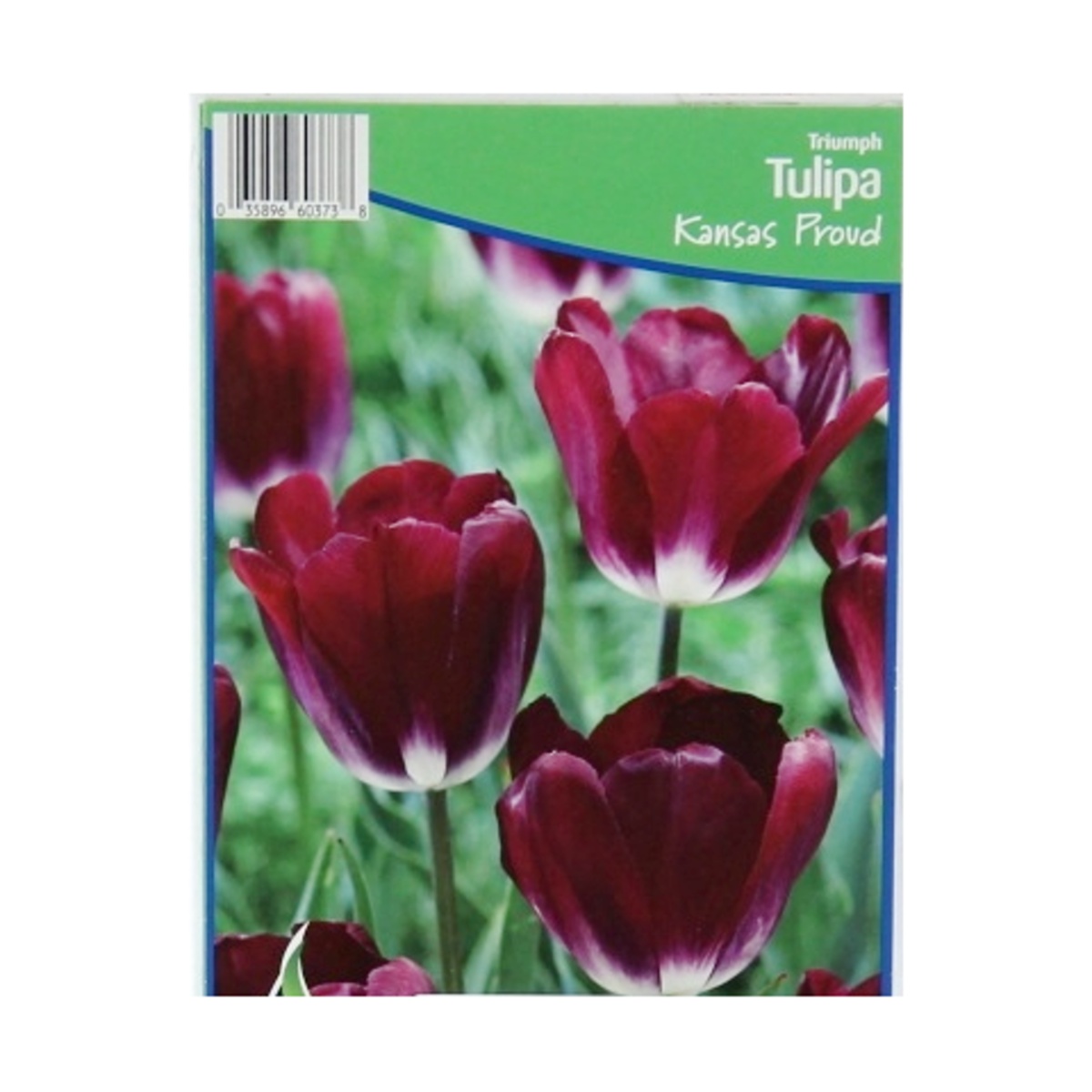 Cibuloviny - Tulipán Kansas Proud 5ks