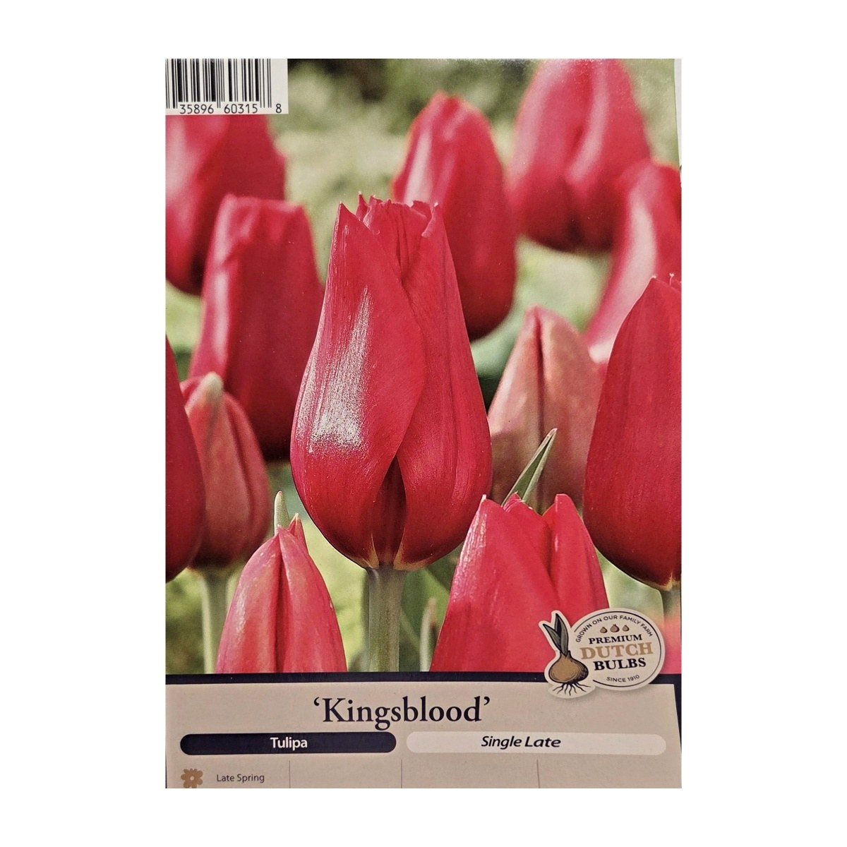 Cibuloviny - Tulipán Kingsblood 5ks