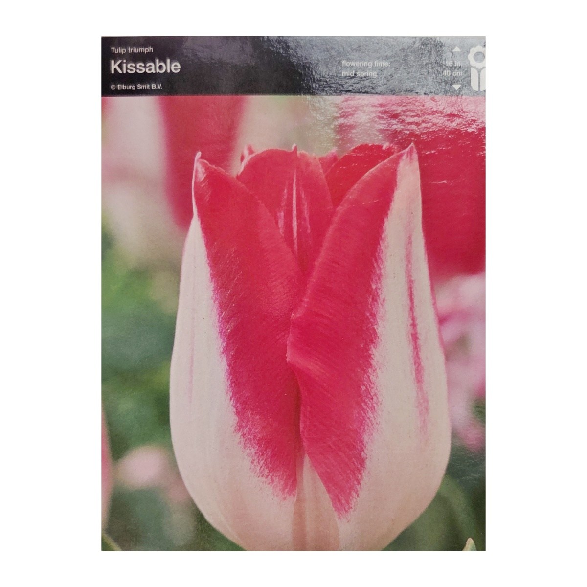 Cibuloviny - Tulipán Kissable 5ks