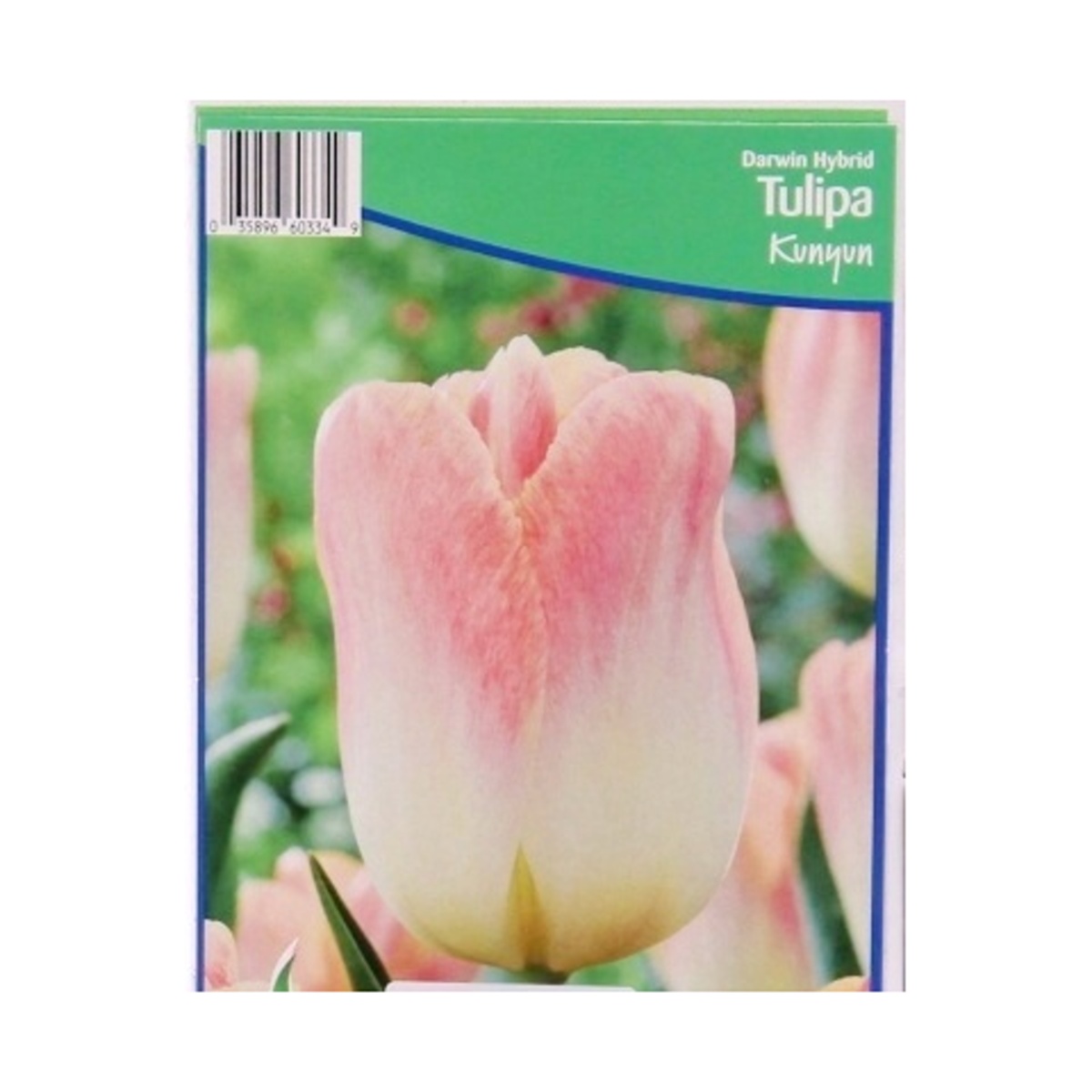 Cibuloviny - Tulipán Kunyun 5ks