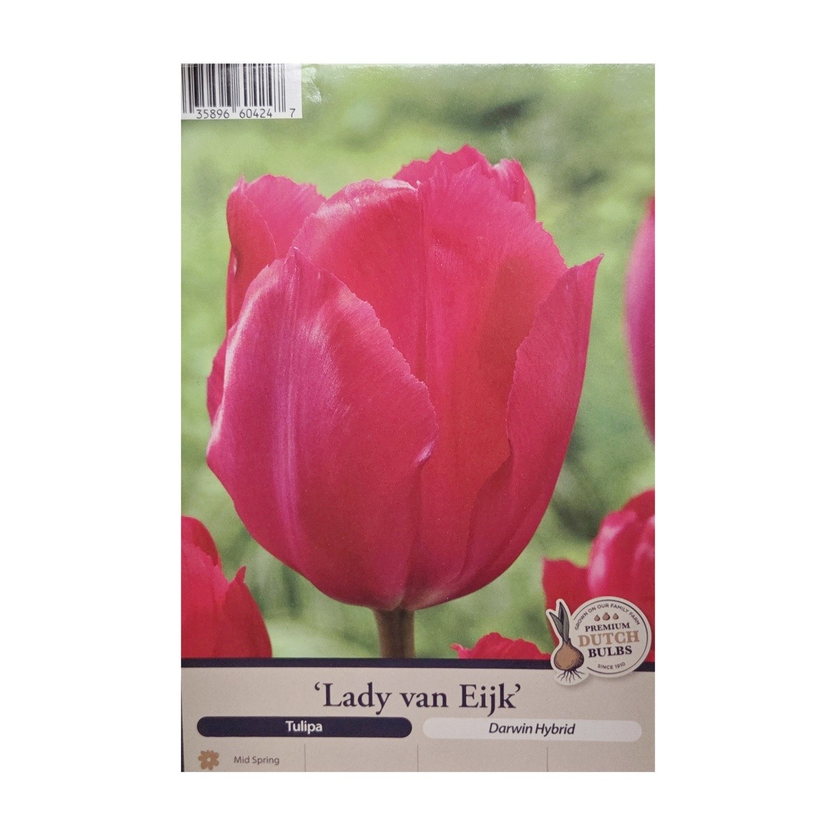 Cibuloviny - Tulipán Lady van Eyk 5ks