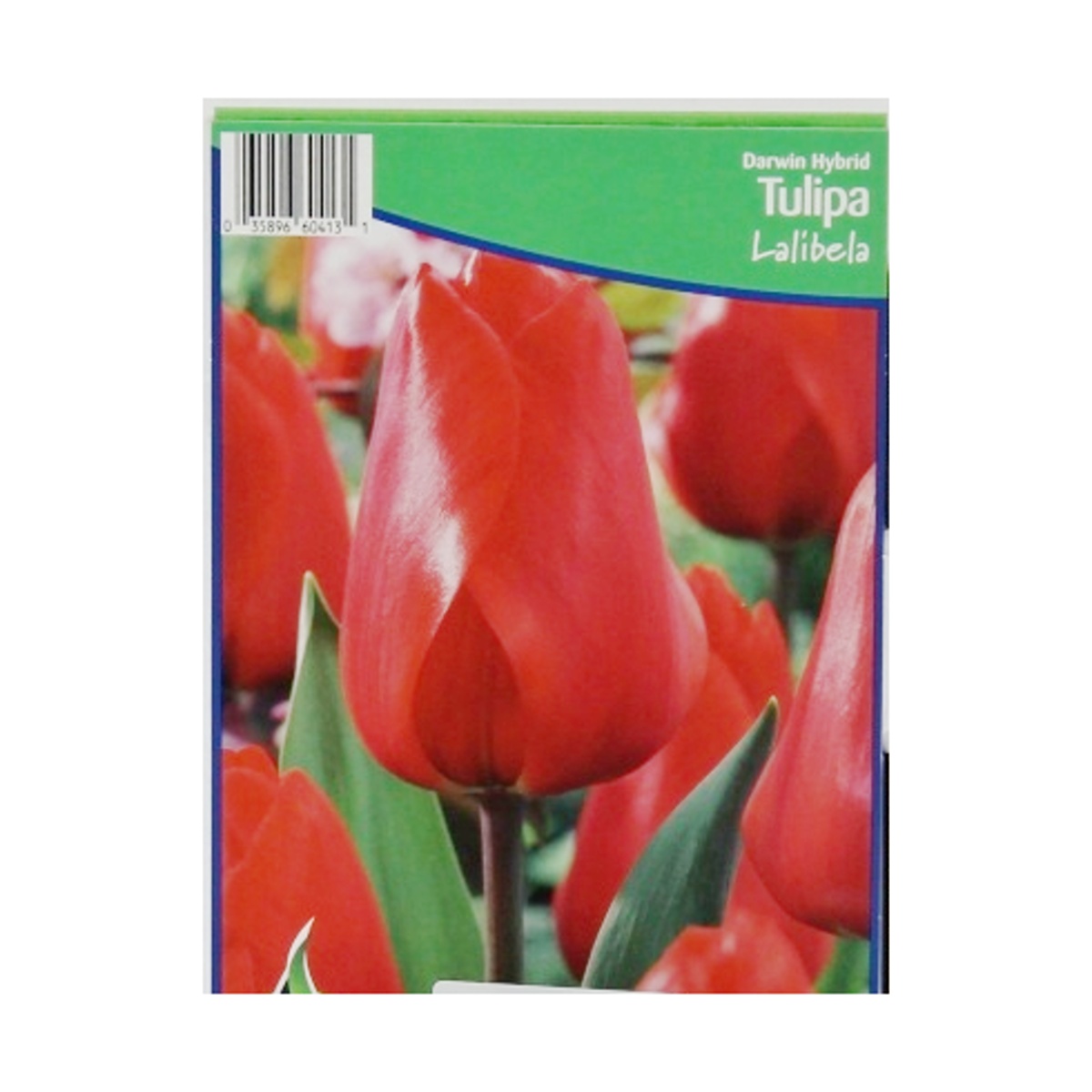 Cibuloviny - Tulipán Lalibela 5ks