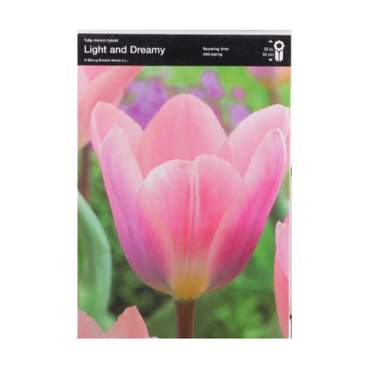 Cibuloviny - Tulipán Light and Dreamy 5ks