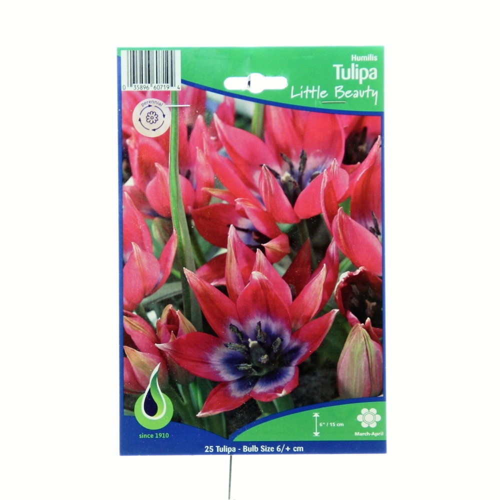 Rostliny - Tulipán Little Beauty 25ks