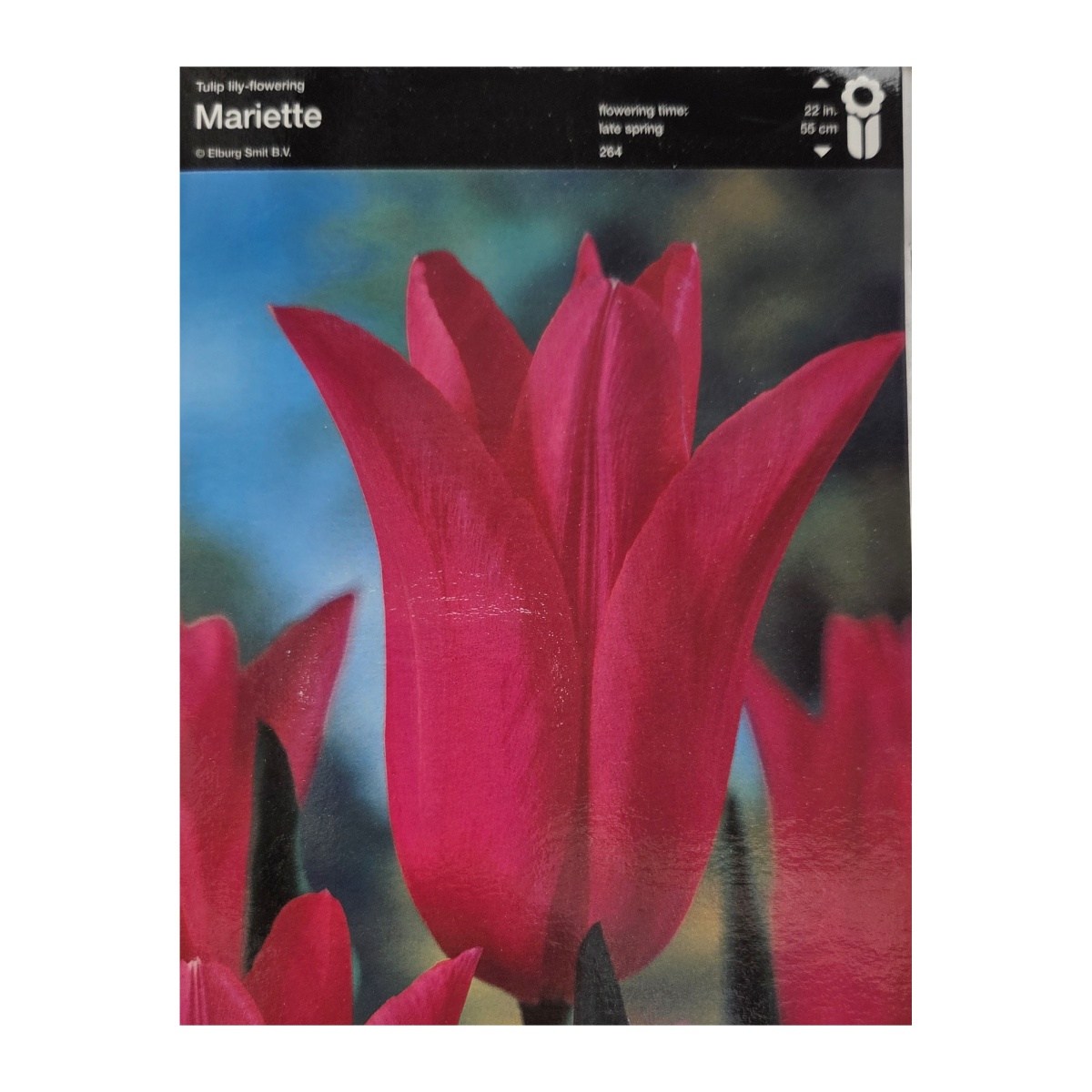 Tulipány - Tulipán Mariette 5ks