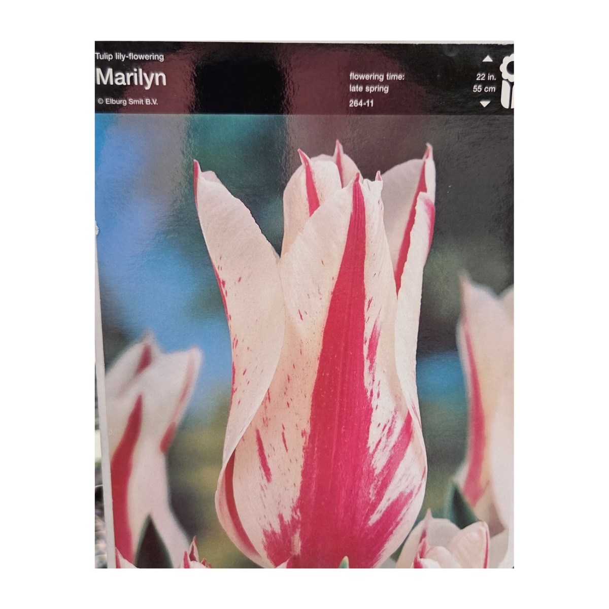 Tulipány - Tulipán Marilyn 5ks