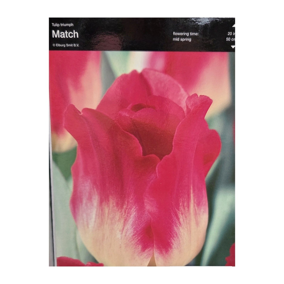 Tulipány - Tulipán Match 5ks