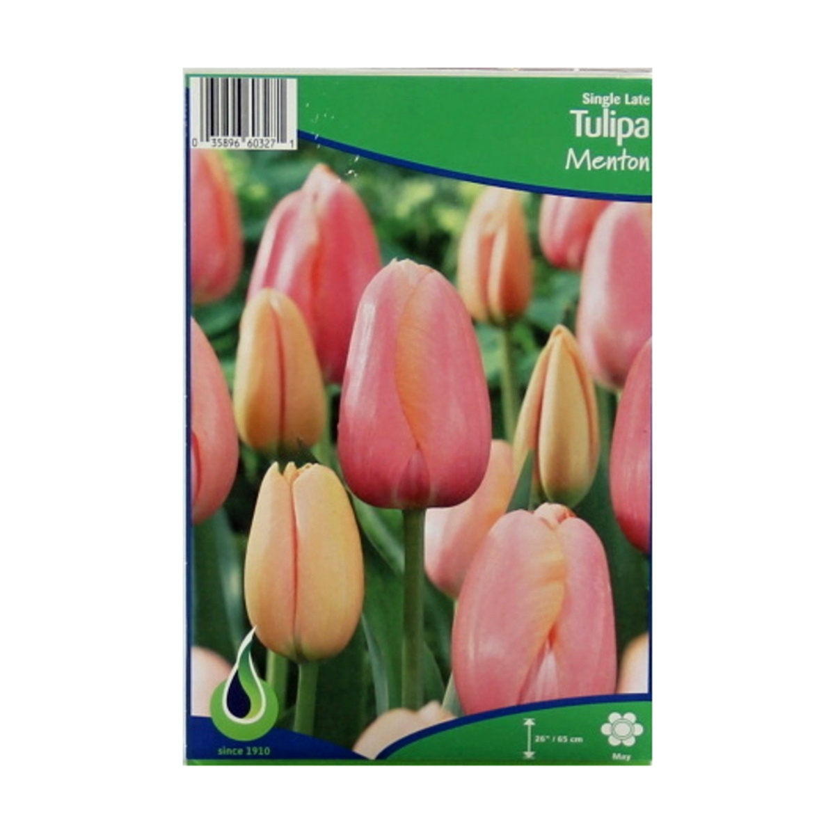 Cibuloviny - Tulipán Menton 5ks