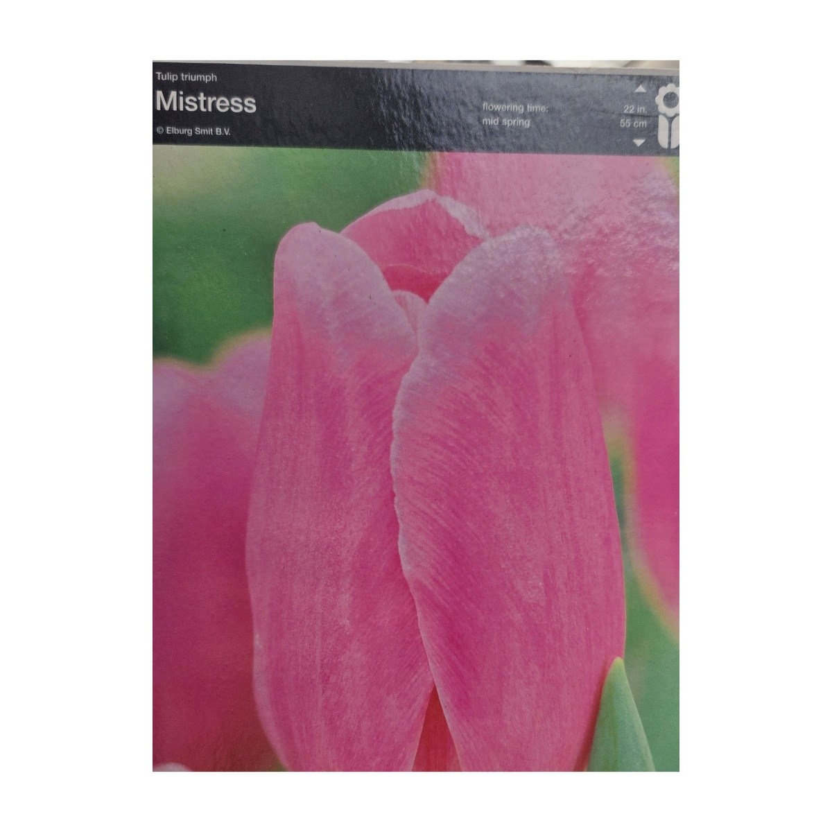 Tulipány - Tulipán Mistress 5ks