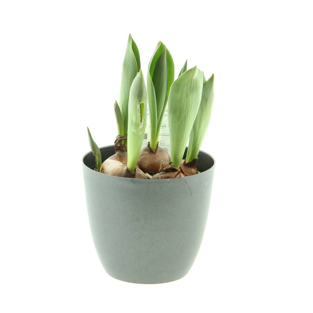 Rychlené cibuloviny - Tulipán mix 12cm