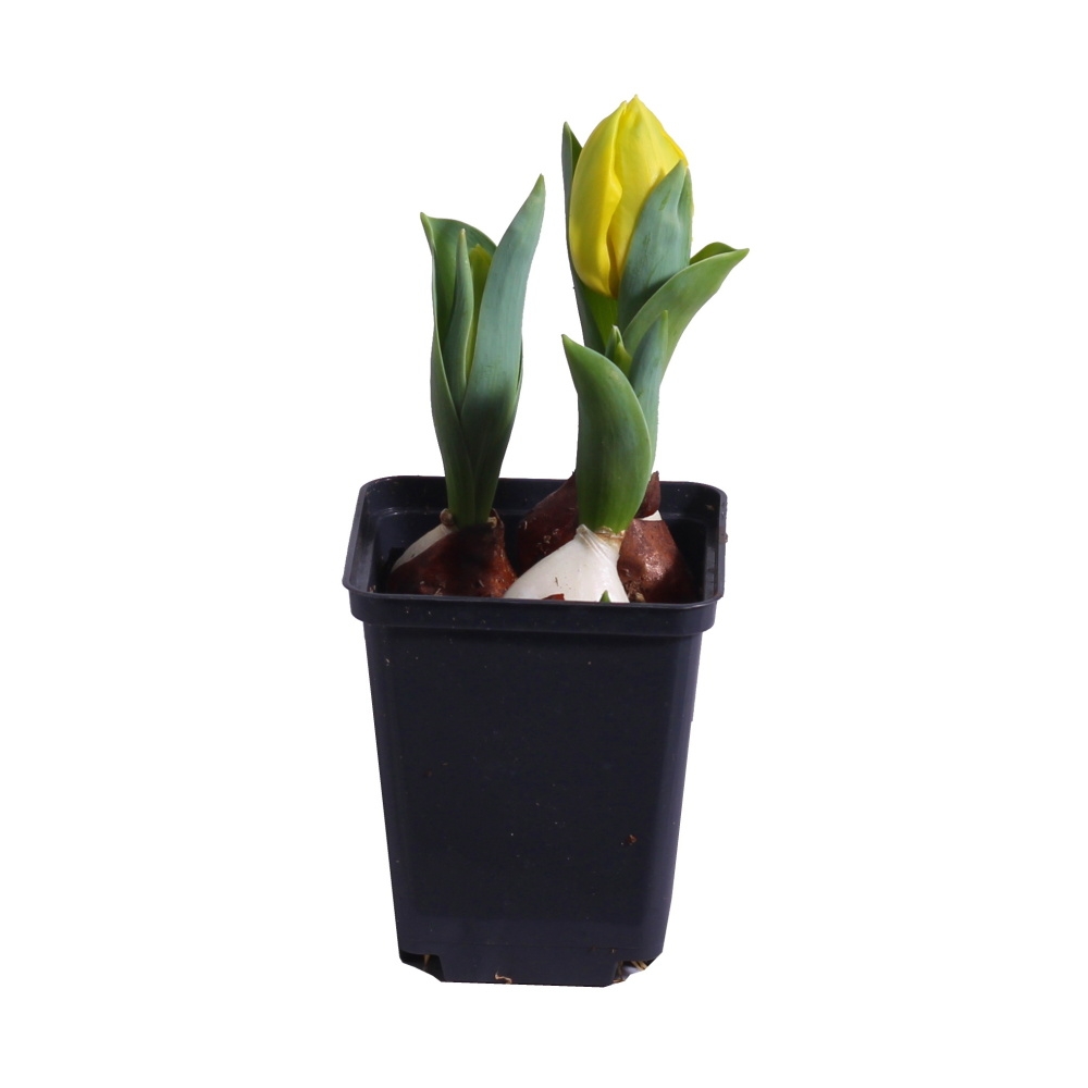 Rychlené cibuloviny - Tulipán mix květináč 7cm