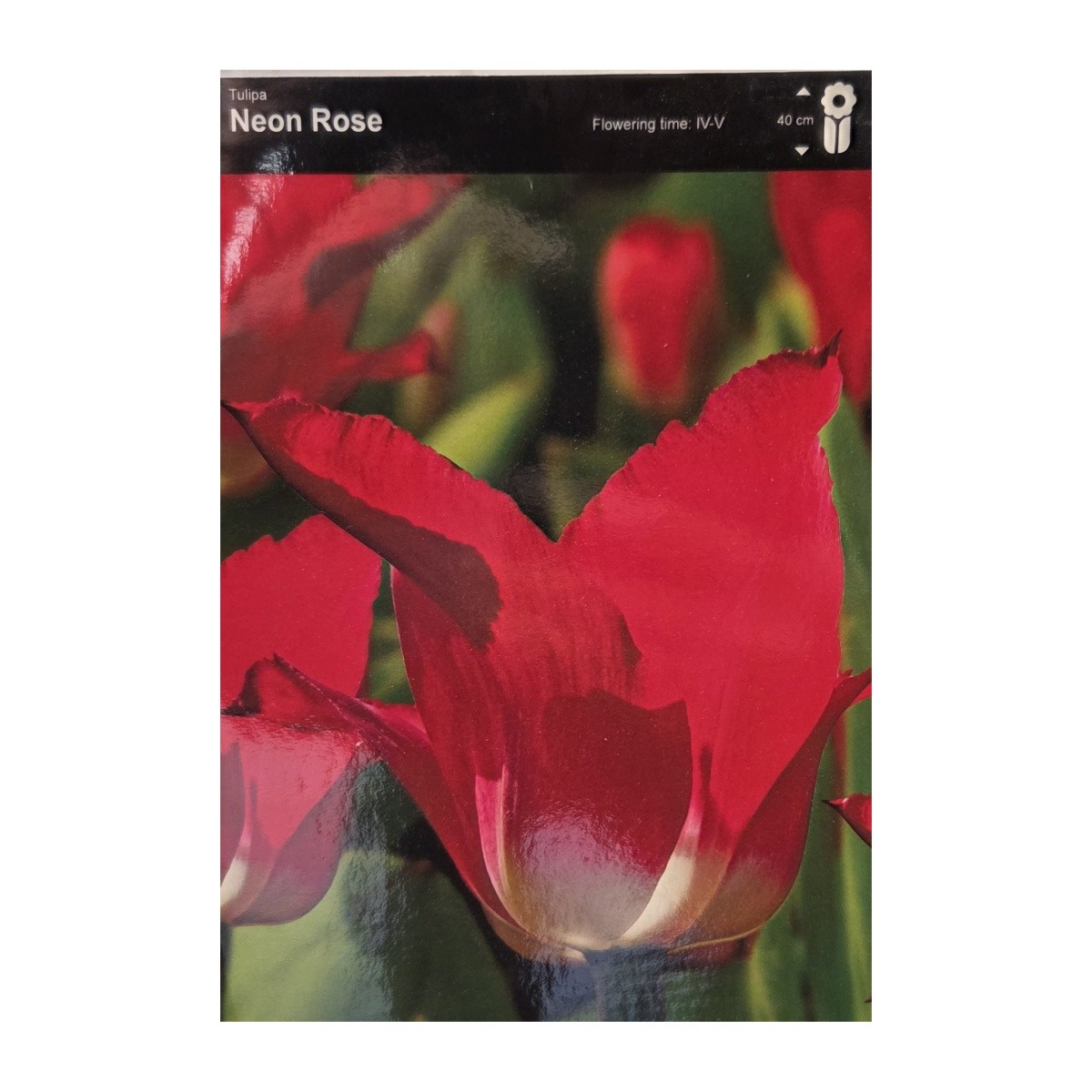 Tulipány - Tulipán Neon Rose 5ks