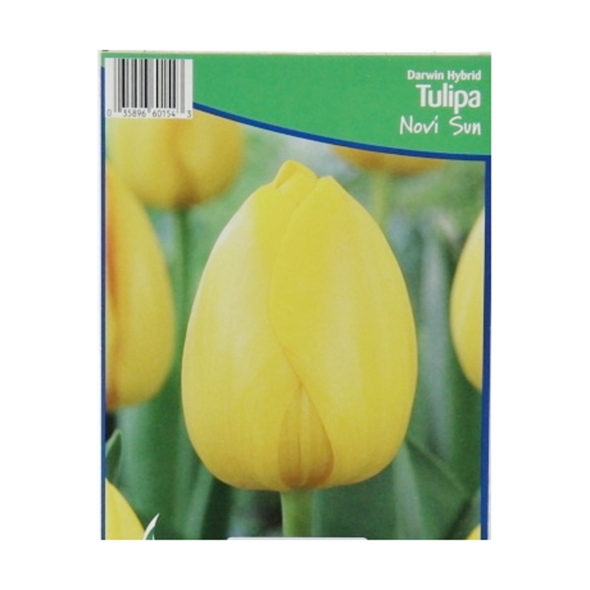 Cibuloviny - Tulipán Novi Sun 5ks