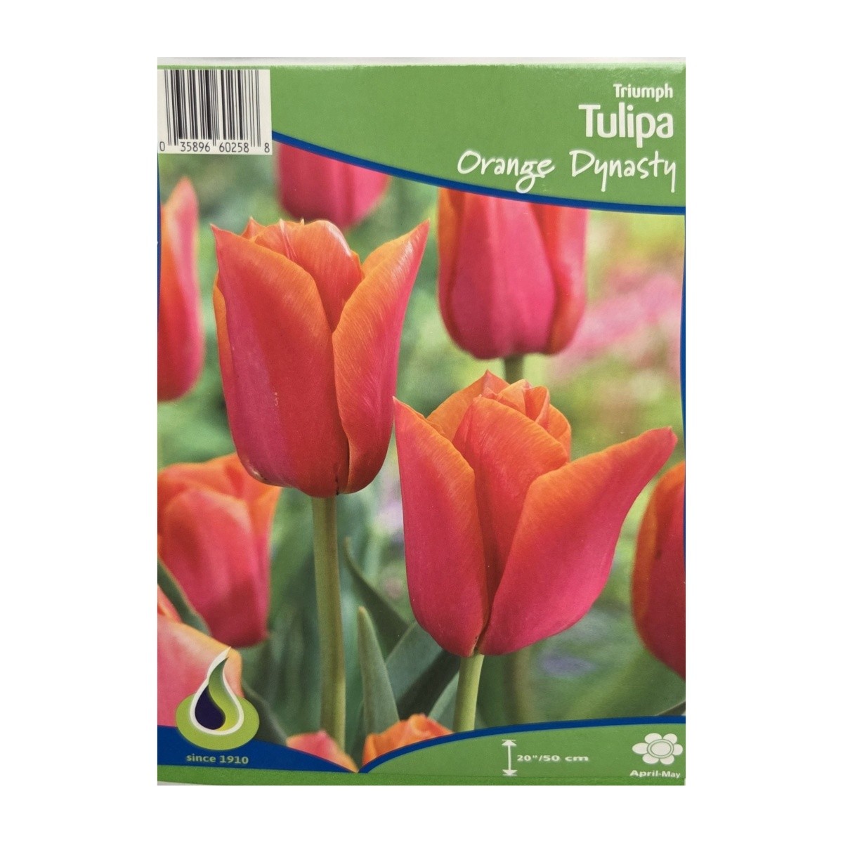 Cibuloviny - Tulipán Orange Dynasty 5ks