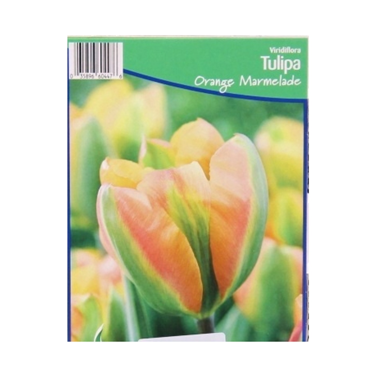 Cibuloviny - Tulipán Orange Marmelade 5ks