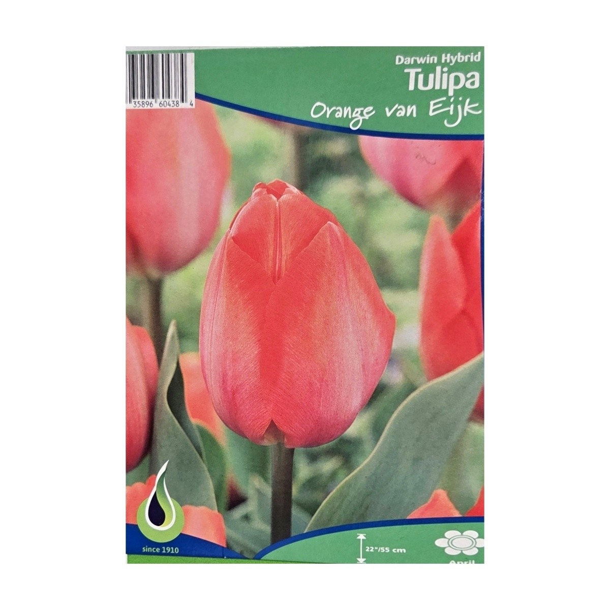Cibuloviny - Tulipán Orange van Eyk 5ks