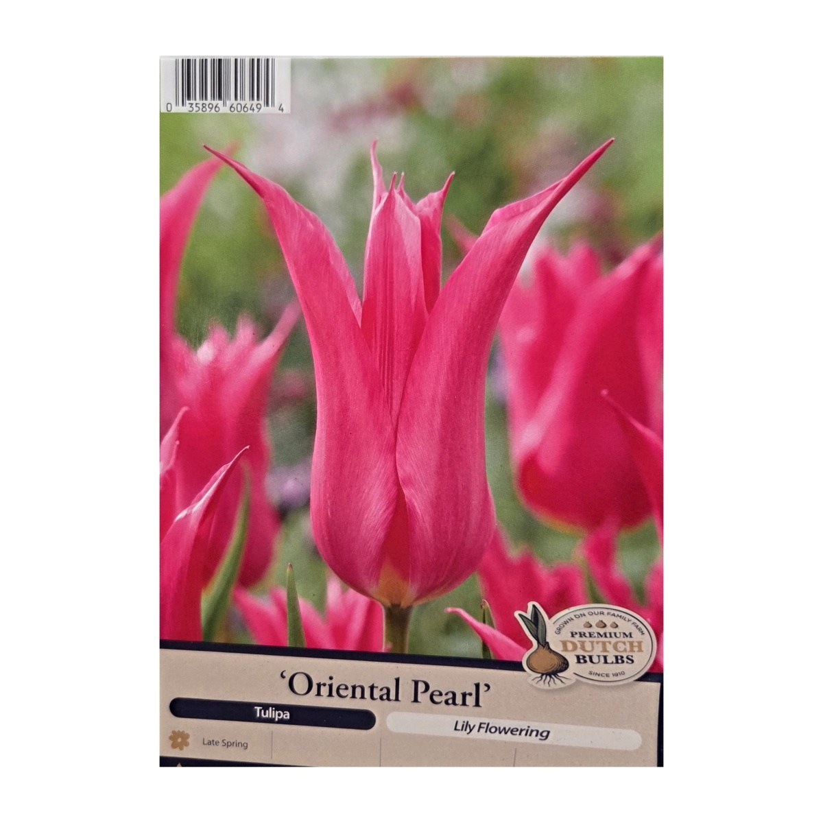 Cibuloviny - Tulipán Oriental Pearl 5ks