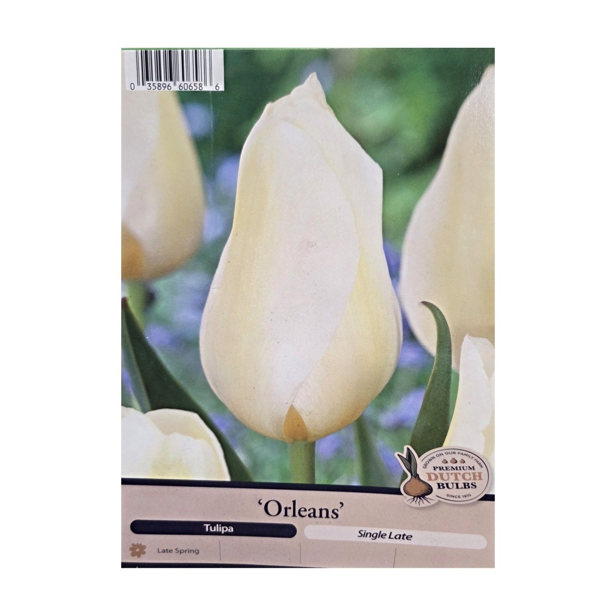Cibuloviny - Tulipán Orleans 5ks