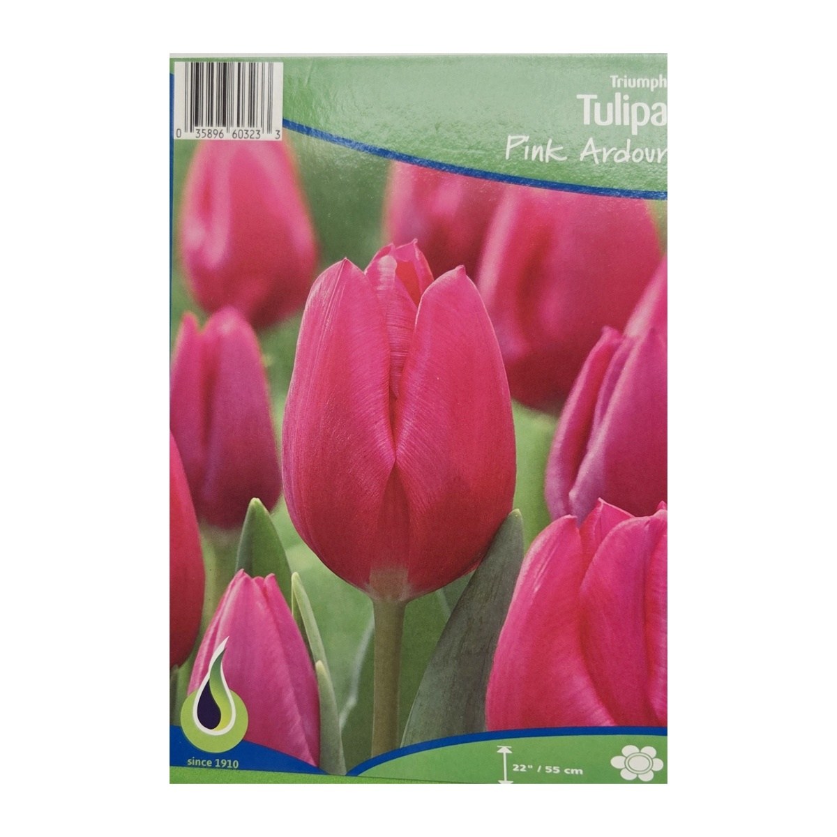 Cibuloviny - Tulipán Pink Ardour 5ks