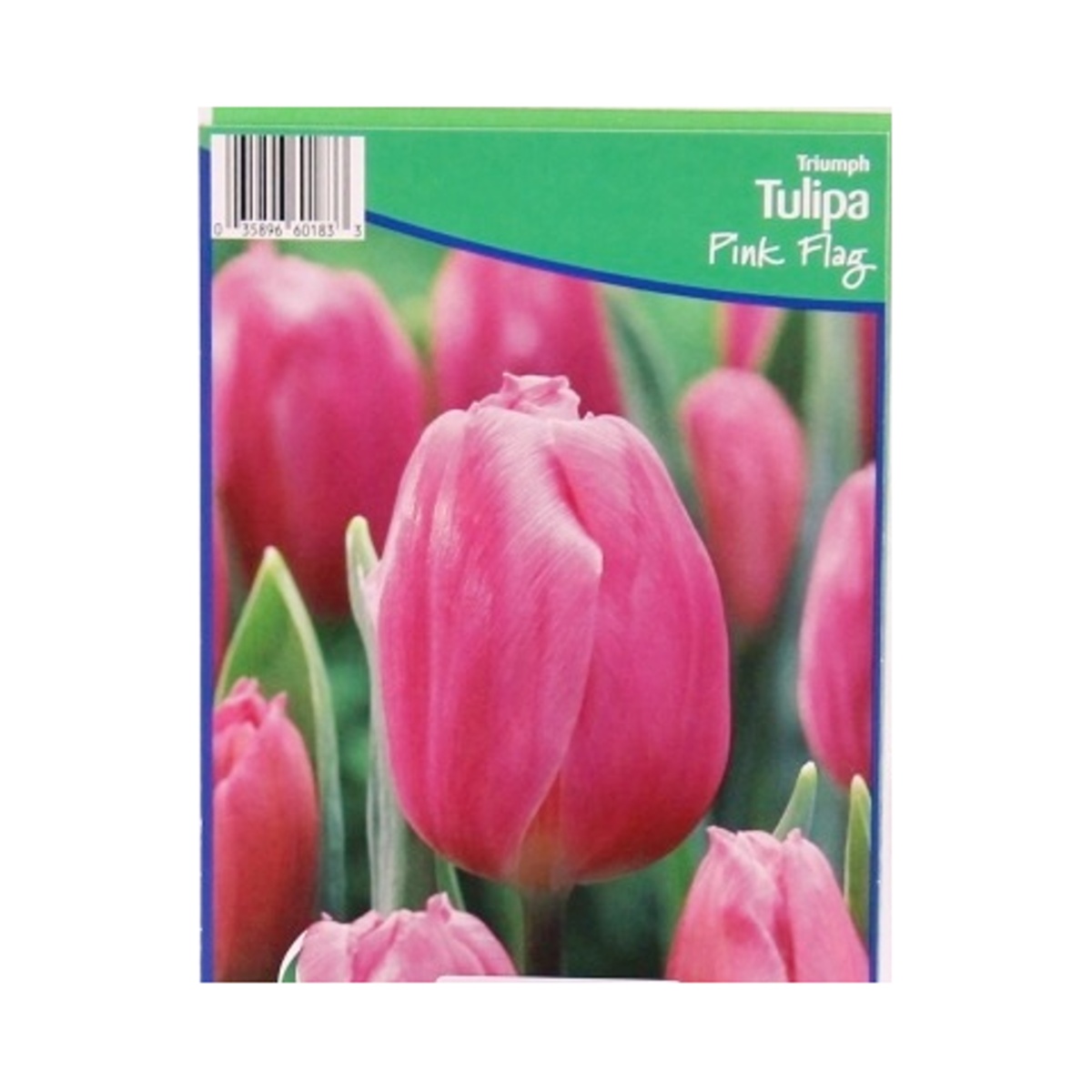 Cibuloviny - Tulipán Pink Flag 5ks