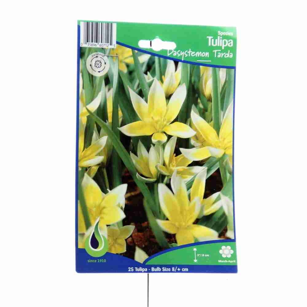 Rostliny - Tulipán pozdní 25ks