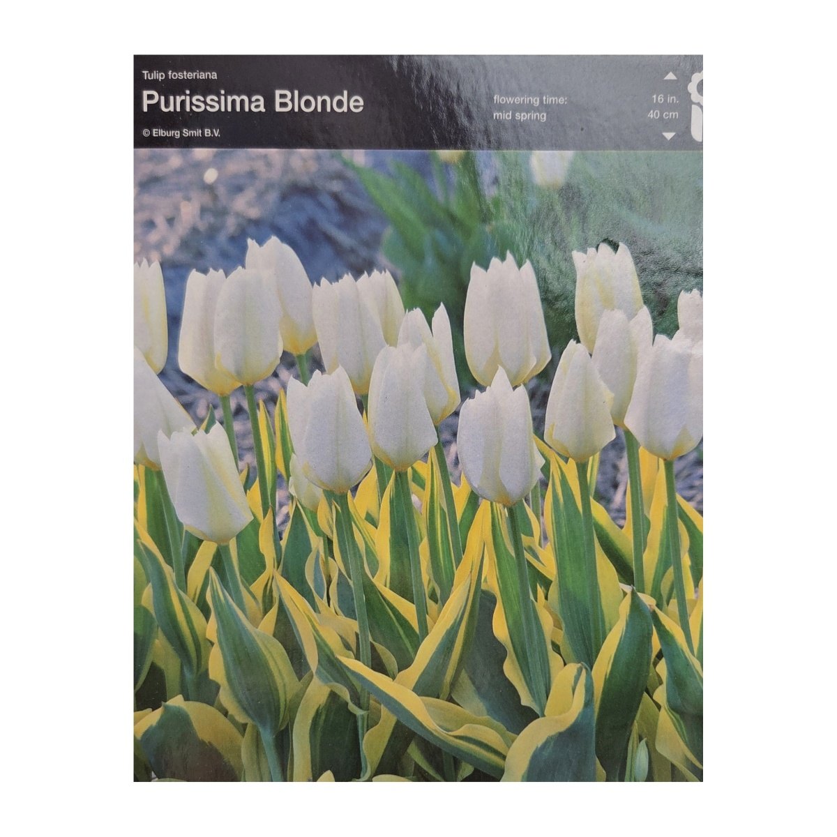 Tulipány - Tulipán Purissima Blonde 5ks