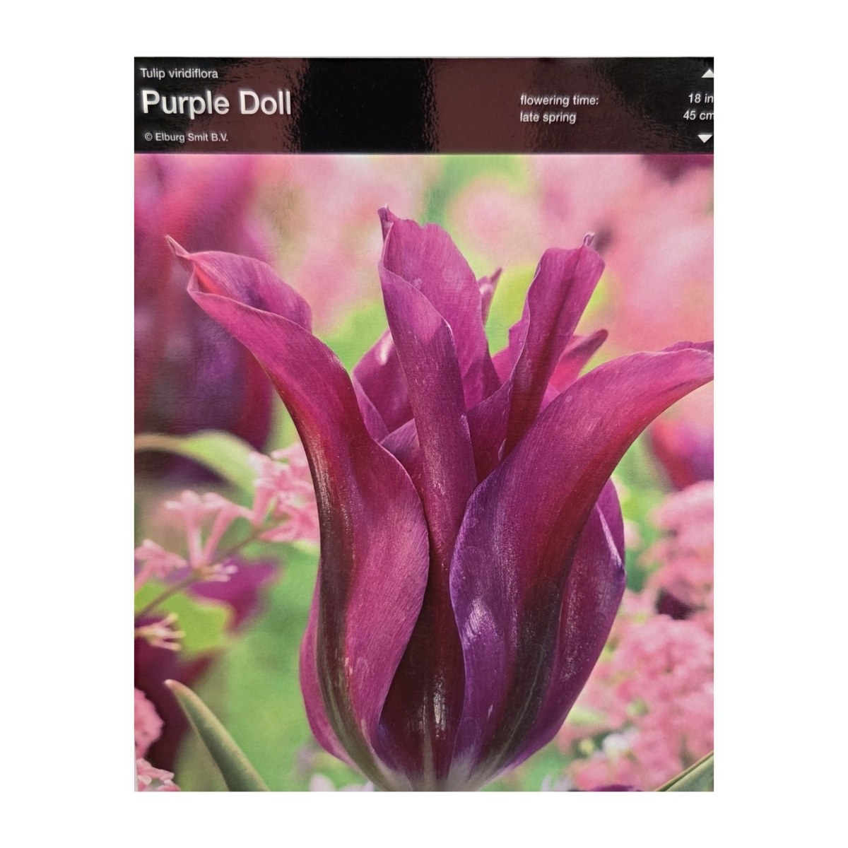 Tulipány - Tulipán Purple Doll 5ks