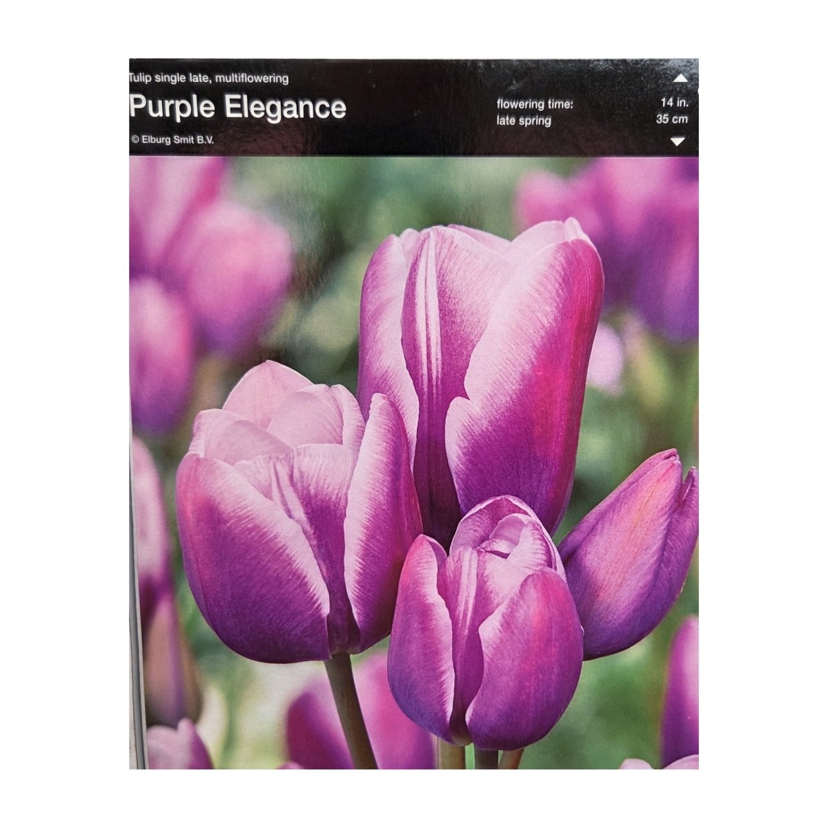 Tulipány - Tulipán Purple Elagance 5ks