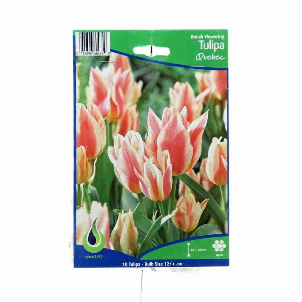 Rostliny - Tulipán 'Quebeck' 10ks