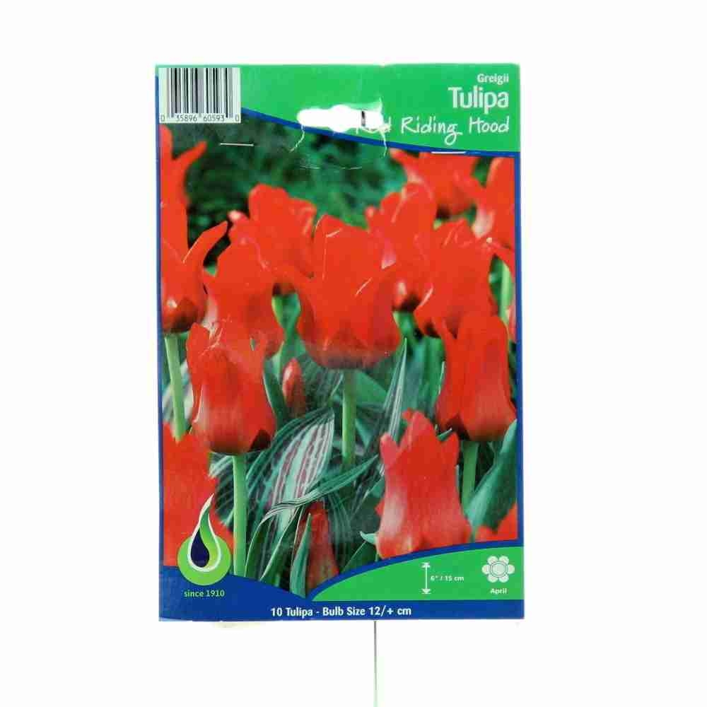 Rostliny - Tulipán 'Red Riding Hood' 10ks