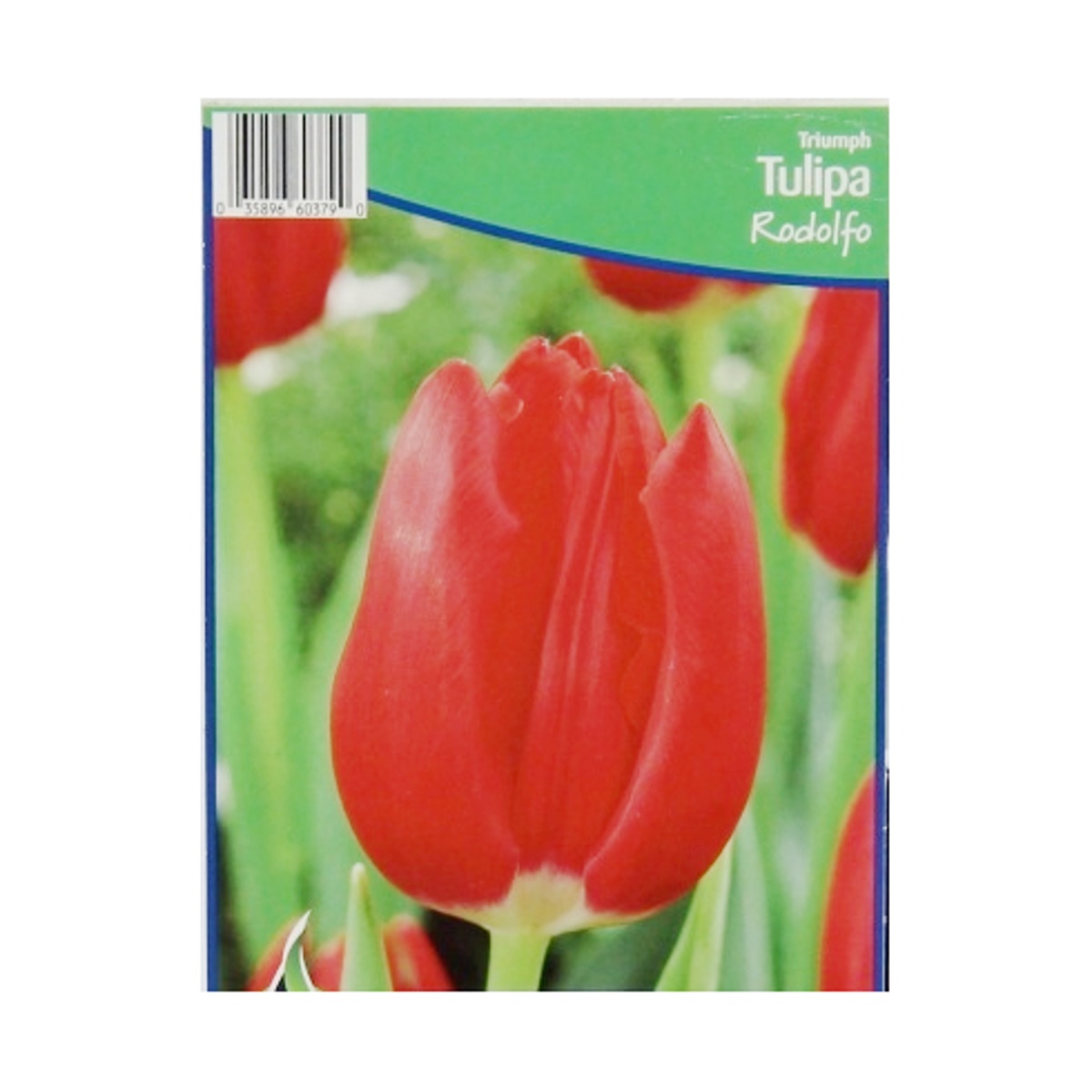 Cibuloviny - Tulipán Rodolfo 5ks