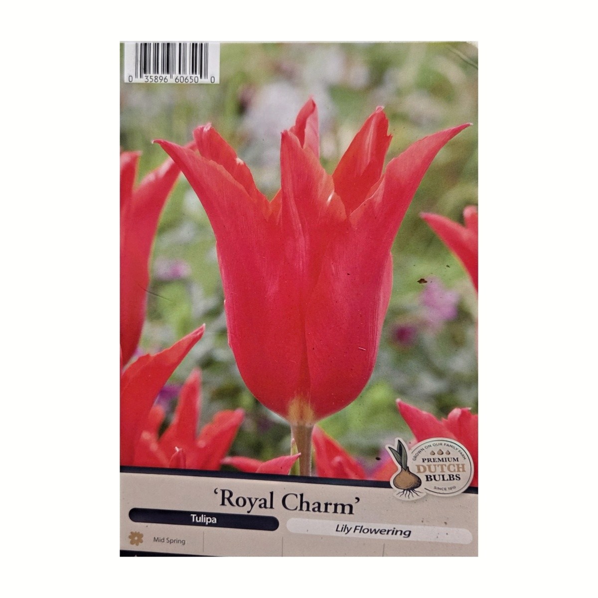 Cibuloviny - Tulipán Royal Charm 5ks