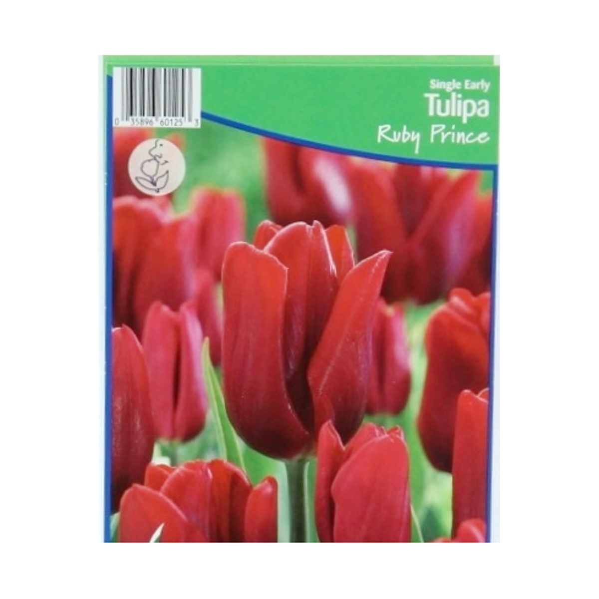 Cibuloviny - Tulipán Ruby Prince 5ks
