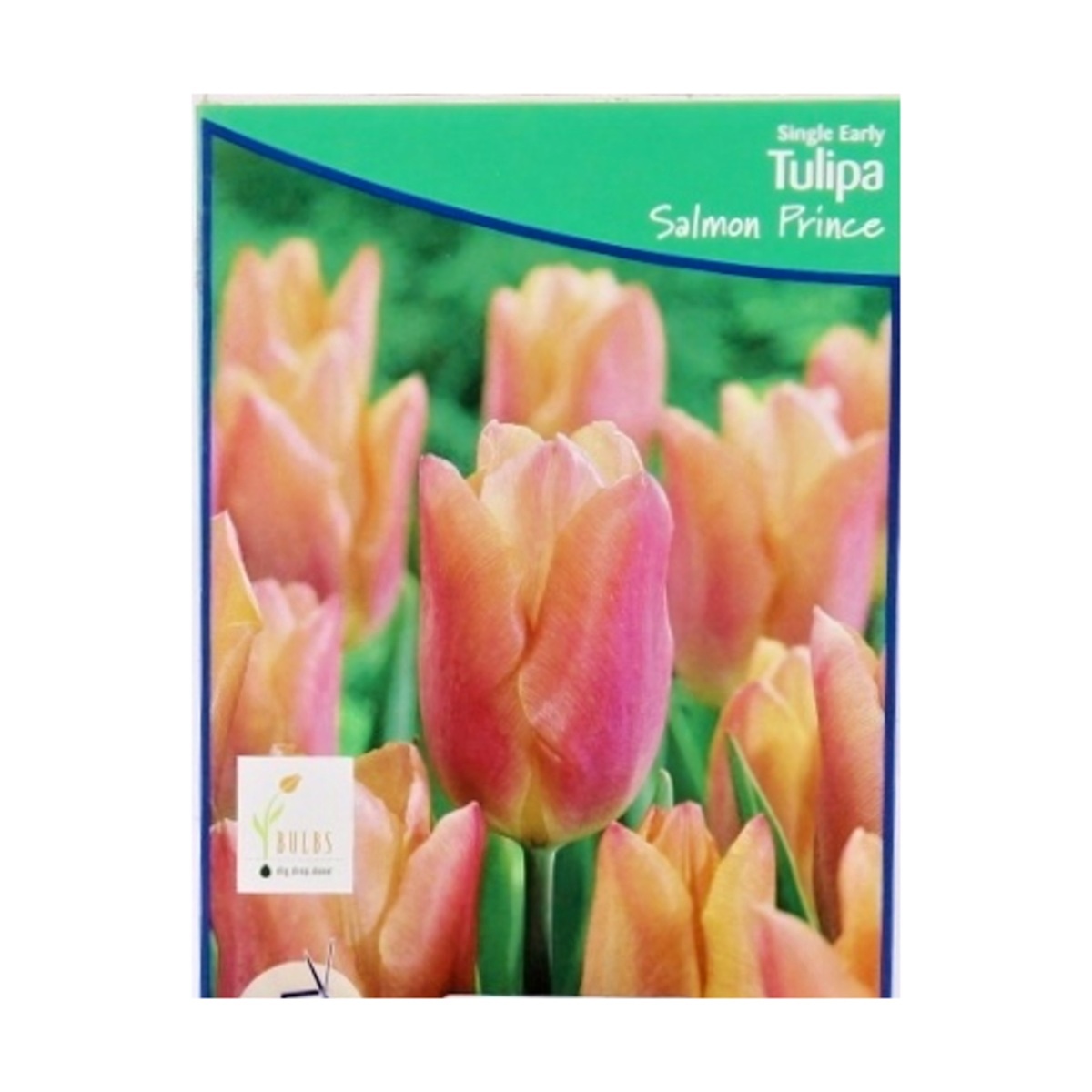 Cibuloviny - Tulipán Salmon Prince 5ks