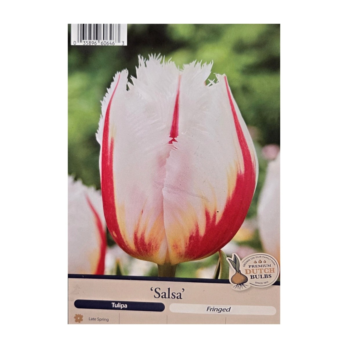 Cibuloviny - Tulipán Salsa 5ks