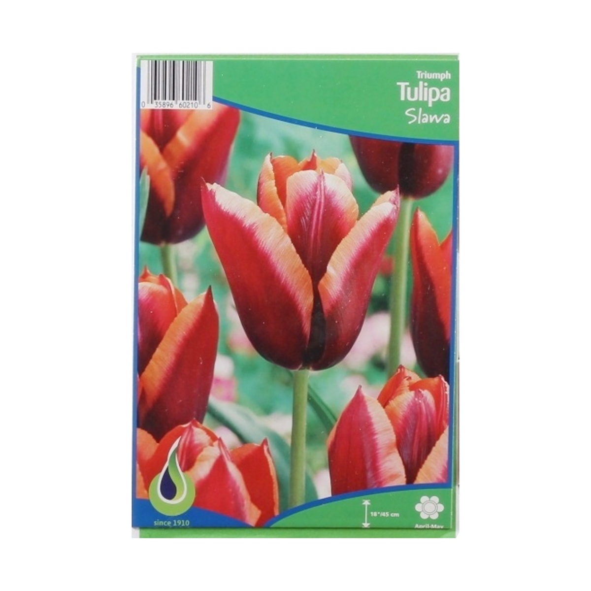 Cibuloviny - Tulipán Slawa 5ks