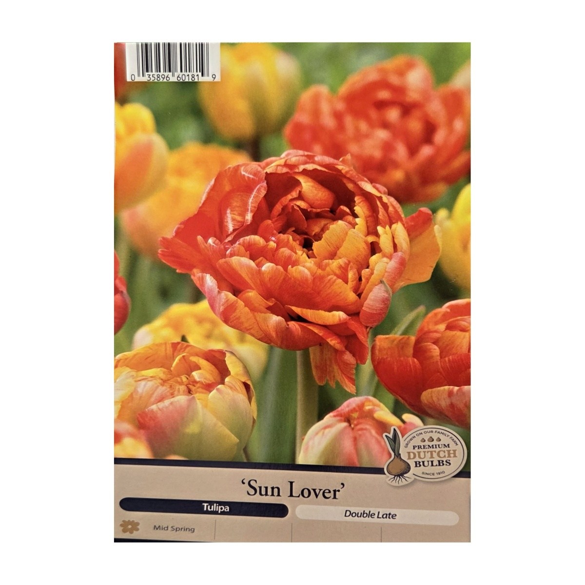 Cibuloviny - Tulipán Sun Lover 5ks