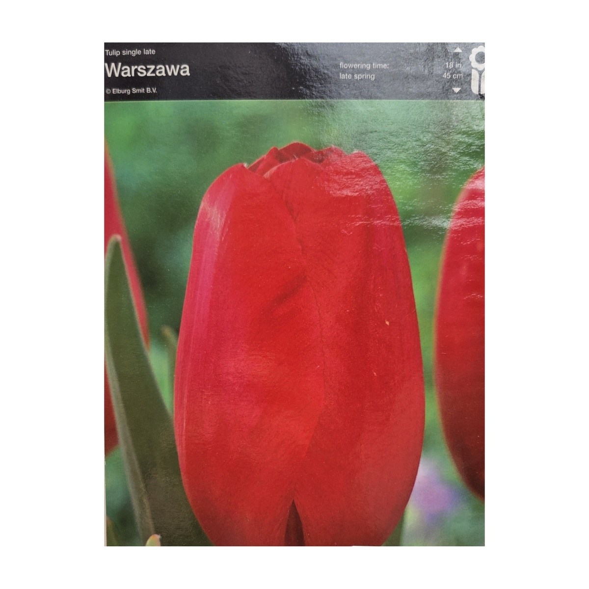 Tulipány - Tulipán Warszawa 5ks