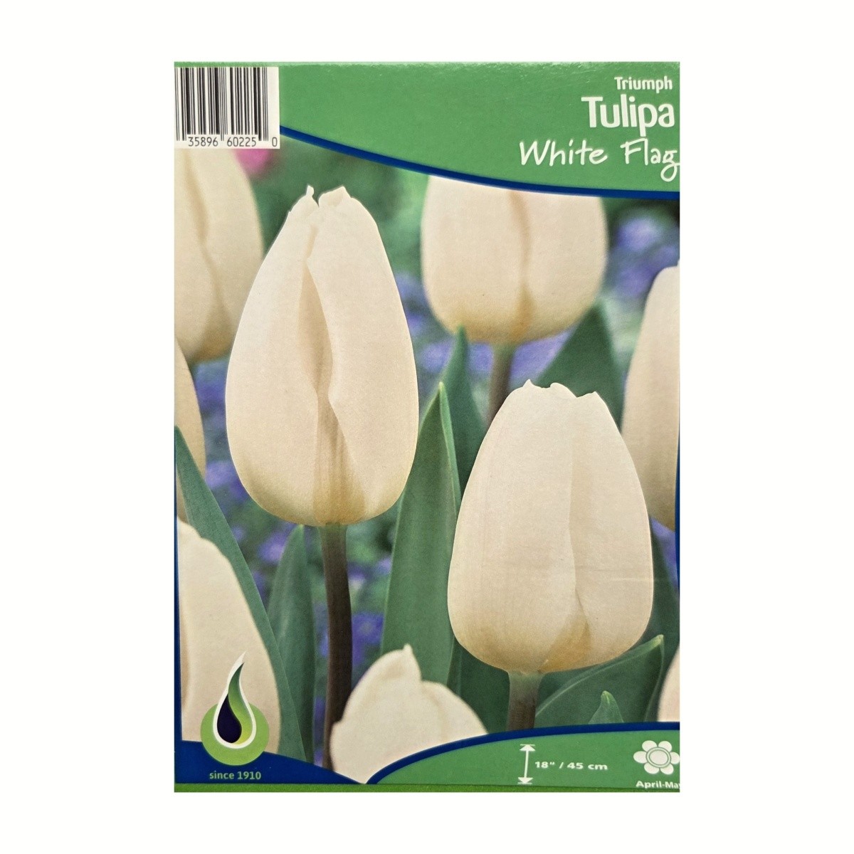 Cibuloviny - Tulipán White Flag 5ks