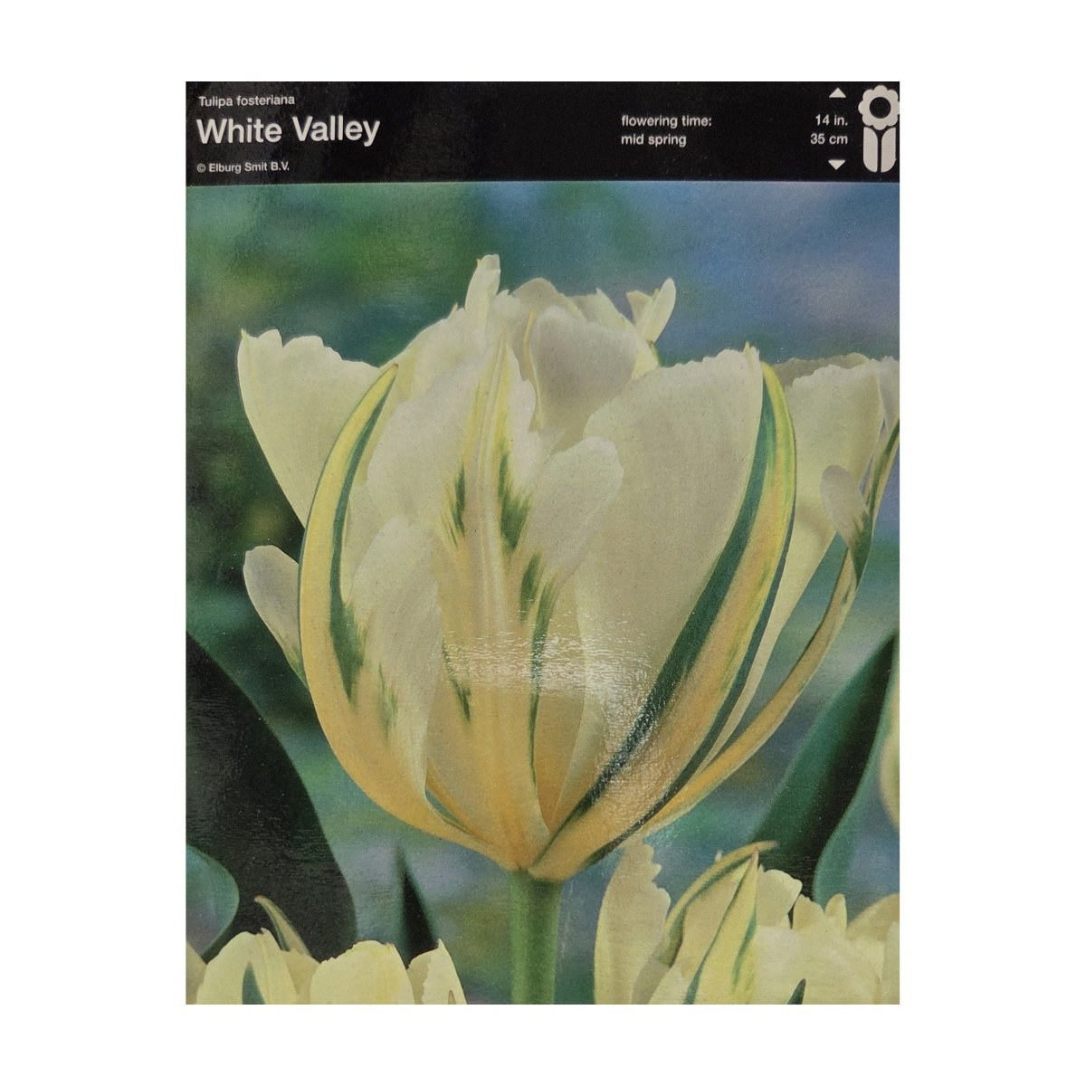 Tulipány - Tulipán White Valley 5ks