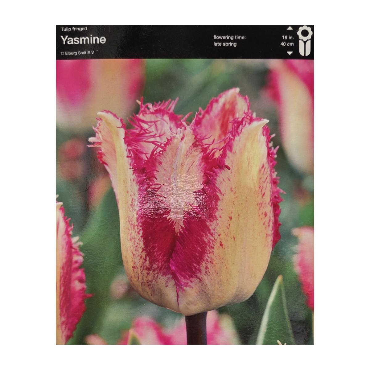 Tulipány - Tulipán Yasmine 5ks