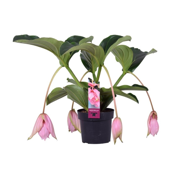 Okrasné pokojové rostliny - Tupoušek 4 květy, květináč 17cm