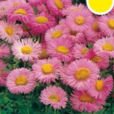 Na slunce - Turan nádherný 'Rosa Juwel' 9cm