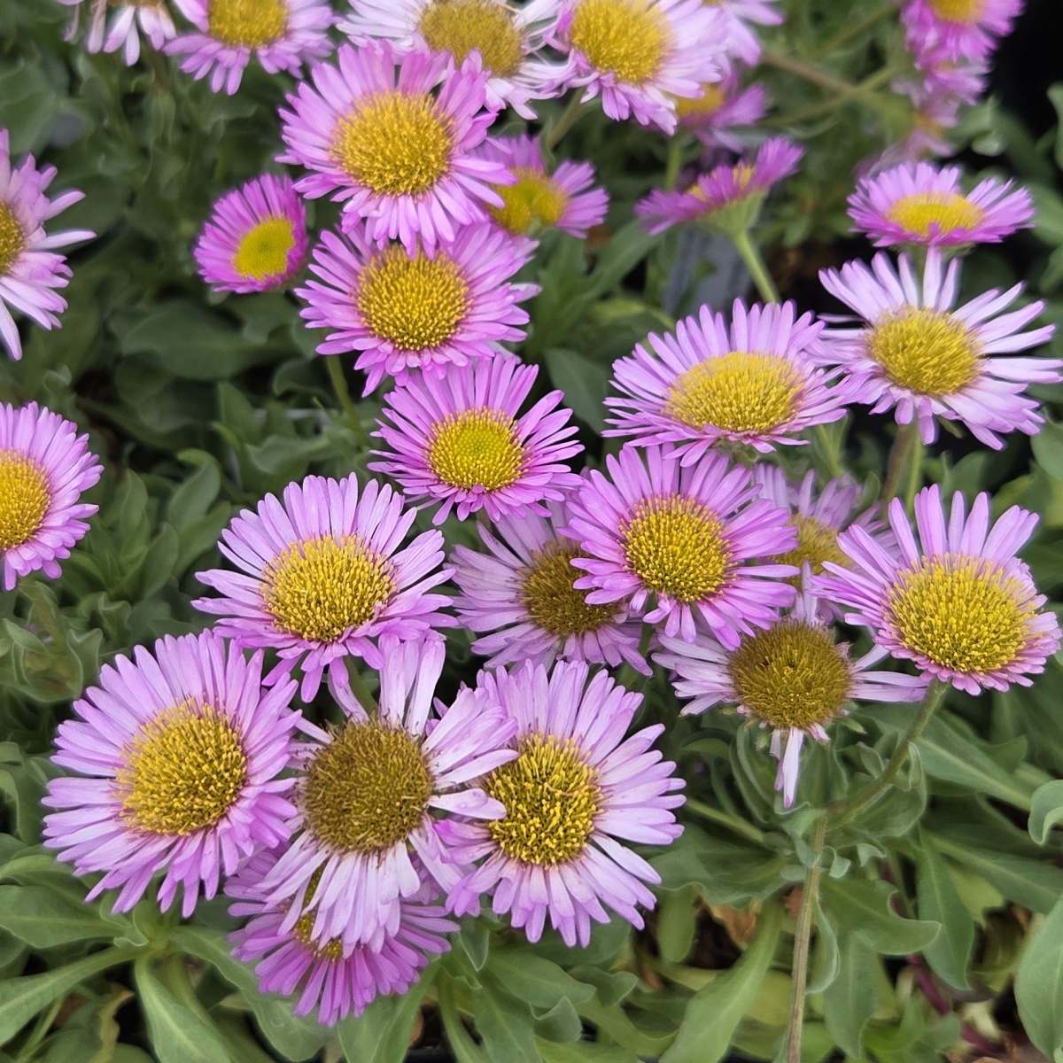 Na slunce - Turan Sea Breeze květináč 9cm