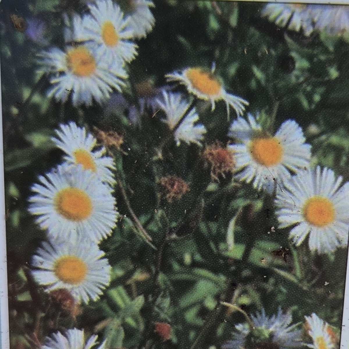 Na slunce - Turan Sommerneuschnee květináč 9cm
