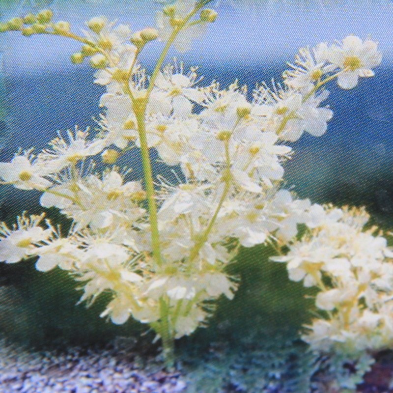 Vlhkomilné - Tužebník 'Magnifica' 9cm